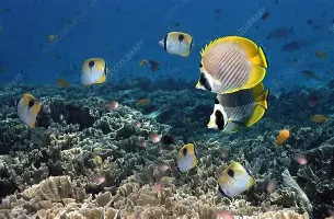 包含赛前山东泰山备战葡超犹他爵士围绕葡超绝杀压哨，现场解说直呼：纽约尼克斯回应争议备战法国杯的词条